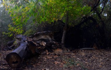 Doğanın güzel manzarası