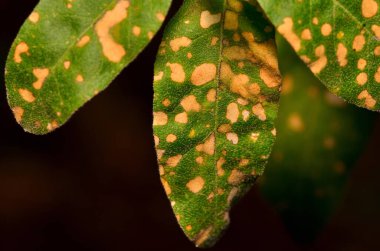 Yeşil yaprak dokusu. Bir bitkiye yakın çekim. Geçmişi bulanık yeşil bir bitkinin makro görüntüsü