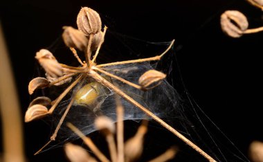 yakın plan - siyah arkaplanda örümcek ağı görünümü