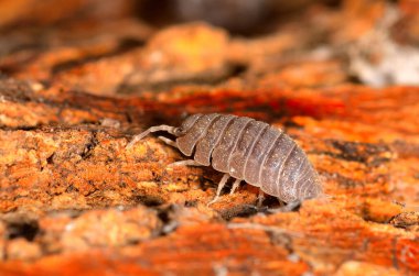 Küçük bir top böceğinin yakın çekim görüntüsü