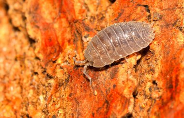 Küçük bir top böceğinin yakın çekim görüntüsü