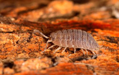 Küçük bir top böceğinin yakın çekim görüntüsü