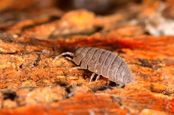 Küçük bir top böceğinin yakın çekim görüntüsü