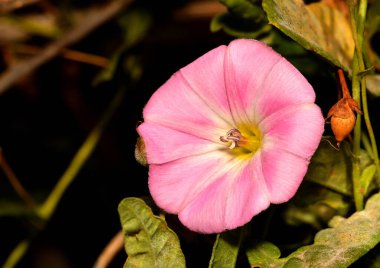 Bahçedeki güzel çiçekler.