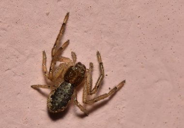 Yeşil yapraklı örümcek