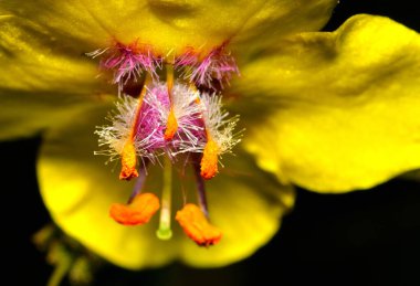 Siyah arkaplanda sarı çiçek