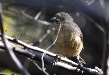 Kapat - kuşa yakın, seçici odak
