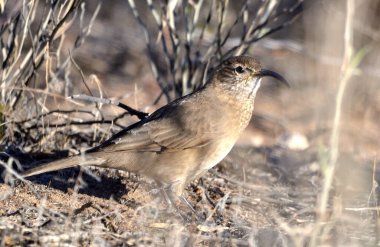 steppe bandurrita (upucerthia dumetaria), Arjantin Patagonya
