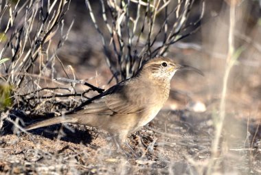 steppe bandurrita (upucerthia dumetaria), Arjantin Patagonya