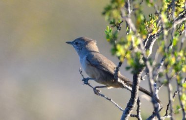 Ağacın dalında bir kuş