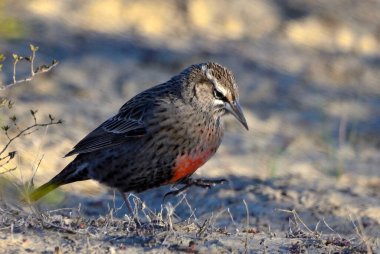 kırmızı-göğüslü nuthatch (phoch rupaensis) yerde oturuyor