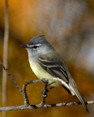 Warbler Bit (Serpophaga griseicapilla), Arjantin Patagonya