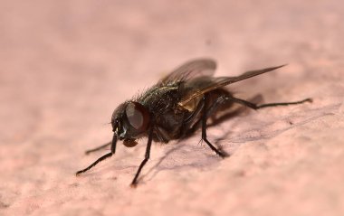 sinek makro fotoğrafı