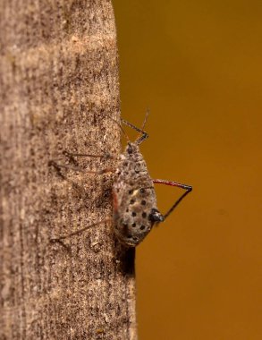 Yakın plan - ağaçtaki yaprak biti görünümü