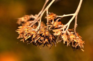 sonbahar çiçekleri ve bitkiler
