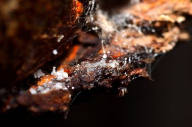 Bir bagaj üzerinde bitki özü ve örümcek ağları