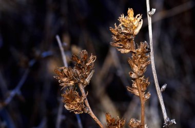 Ormandaki kuru bitkiler
