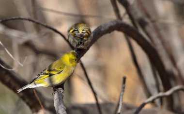 Güney siyah başlığı (cardelius barbata), Arjantin patagonya kuşu