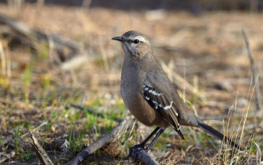 büyük takvim (mimus saturninus), Arjantin patagonya kuşu