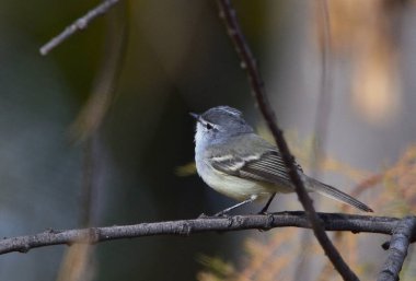 Warbler Bit (Serpophaga griseicapilla), Arjantin Patagonya