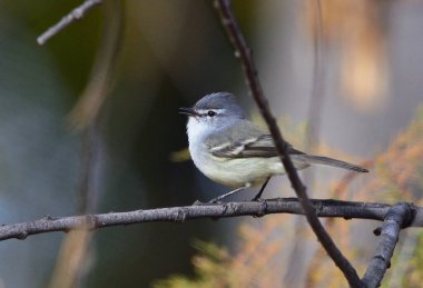 Warbler Bit (Serpophaga griseicapilla), Arjantin Patagonya