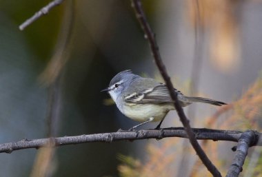 Warbler Bit (Serpophaga griseicapilla), Arjantin Patagonya