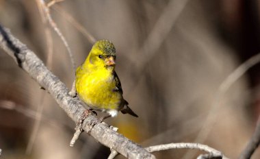Güney siyah başlığı (spinus barbatus), Arjantin patagonya kuşu