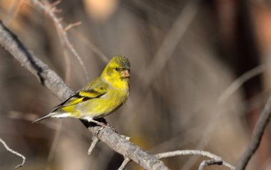 Güney siyah başlığı (spinus barbatus), Arjantin patagonya kuşu