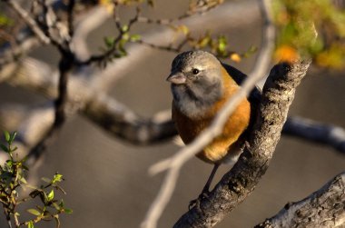 Andean Thorneater (phrygilus gayi), Arjantinli patagonya kuşu