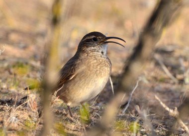 steppe bandurrita (upucerthia dumetaria), Arjantin patagonya kuşu.