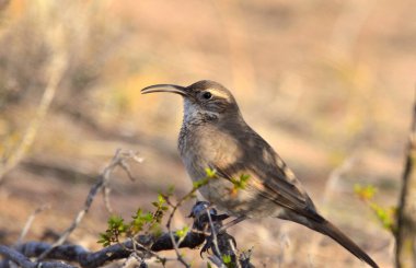 steppe bandurrita (upucerthia dumetaria), Arjantin patagonya kuşu.