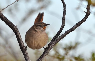 Soluk Kanadalı (asthenes modesta), Arjantinli patagonya kuşu