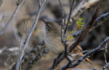 Soluk Kanadalı (asthenes modesta), Arjantinli patagonya kuşu