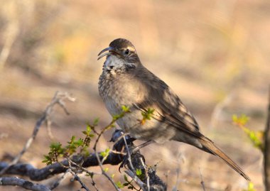 steppe bandurrita (upucerthia dumetaria), Arjantin patagonya kuşu.