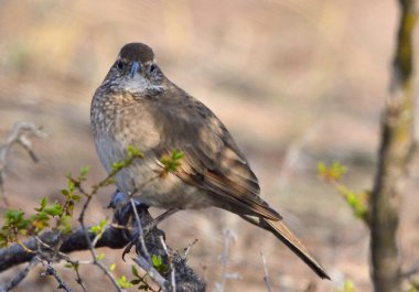 steppe bandurrita (upucerthia dumetaria), Arjantin patagonya kuşu.