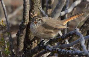 Soluk Kanadalı (asthenes modesta), Arjantinli patagonya kuşu