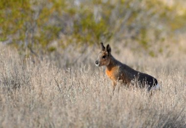 patagonya marası (dolikotis patagonum), Arjantin patagonisi olan kemirgen.