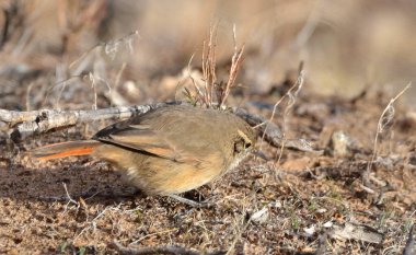 Soluk Kanadalı (asthenes modesta), Arjantinli patagonya kuşu