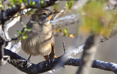 Soluk Kanadalı (asthenes modesta), Arjantinli patagonya kuşu