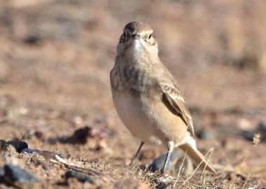 patagonya yolu (geositta antarctic), Arjantin patagonya kuşu