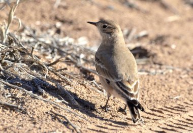 patagonya yolu (geositta antarctic), Arjantin patagonya kuşu