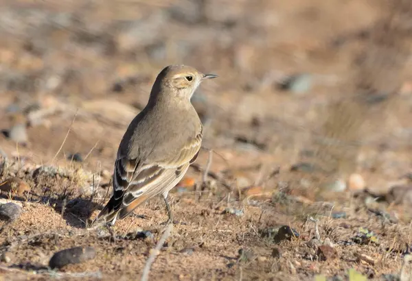 patagonya yolu (geositta antarctic), Arjantin patagonya kuşu
