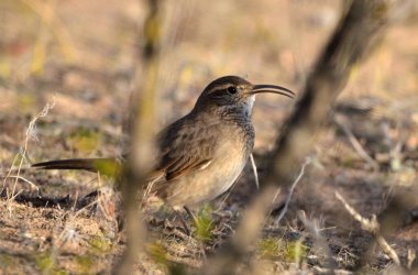 steppe bandurrita (upucerthia dumetaria), Arjantin patagonya kuşu.
