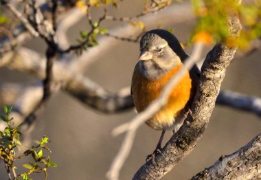 Soluk Kanadalı (asthenes modesta), Arjantinli patagonya kuşu