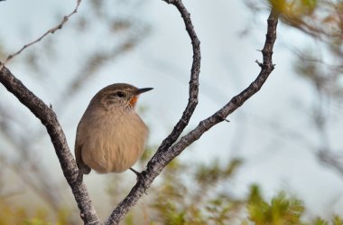 Soluk Kanadalı (asthenes modesta), Arjantinli patagonya kuşu