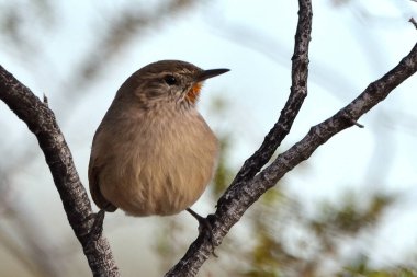 Soluk Kanadalı (asthenes modesta), Arjantinli patagonya kuşu