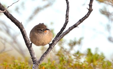 Soluk Kanadalı (asthenes modesta), Arjantinli patagonya kuşu