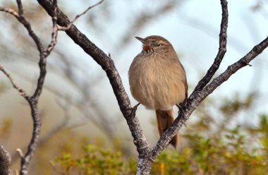 Soluk Kanadalı (asthenes modesta), Arjantinli patagonya kuşu