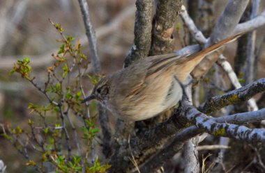 Soluk Kanadalı (asthenes modesta), Arjantinli patagonya kuşu