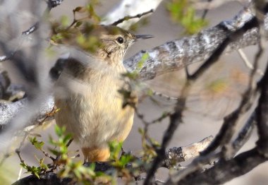 Soluk Kanadalı (asthenes modesta), Arjantinli patagonya kuşu